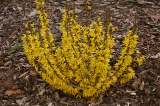 Show Off® Sugar Baby® Forsythia (Forsythia x intermedia 'Show Off Sugar Baby’) - QT