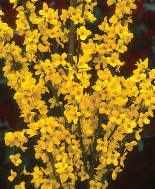 Show Off® Forsythia (Forsythia x intermedia 'Mindor') - QT