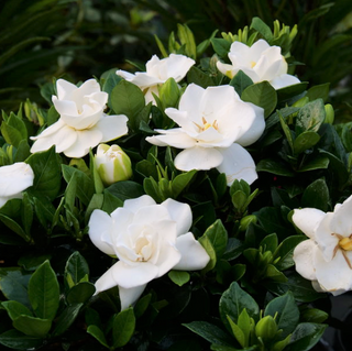 Steady as She Goes® (Gardenia steady 'As She Goes') - QT