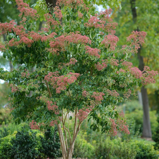 Temple of Bloom® Seven-Son Flower (Heptacodium temple 'Of Bloom') - QT
