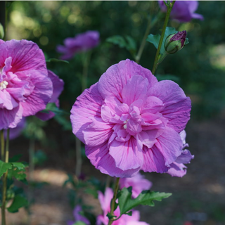 Dark Lavender Chiffon® Rose of Sharon (Hibiscus syriacus 'Dark Lav. Chiffon') - QT