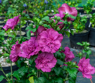 Magenta Chiffon® Rose of Sharon (Hibiscus syriacus 'Magenta Chiffon') - QT