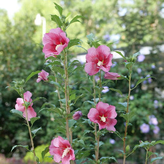 Red Pillar® Rose of Sharon (Hibiscus syriacus 'Red Pillar') - QT