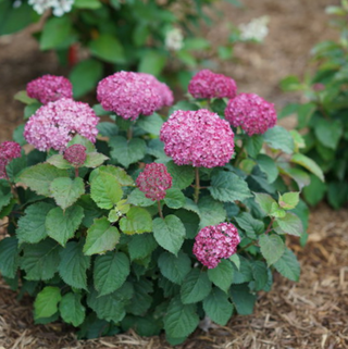 Invincibelle® Spirit II Smooth hydrangea (Hydrangea arborescens 'Invincble Spirit Ii') - QT