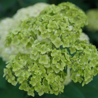 Invincibelle Sublime™ Smooth hydrangea (Hydrangea arborescens 'Invincble Sublime') - QT