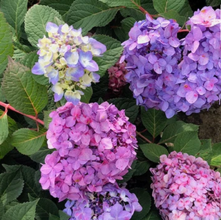 Hydrangea M. Let’s Dance Big Band® (Hydrangea macrophylla 'Lets Dance Big Band') - QT