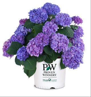 Let's Dance® Rhythmic Blue® Reblooming Hydrangea (Hydrangea macrophylla 'Lets Dance Rhythmic Blue') - QT
