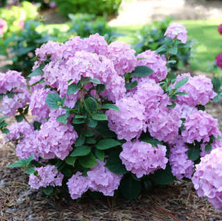Let's Dance Sky View® Reblooming Hydrangea (Hydrangea macrophylla 'Lets Dance Sky View') - QT