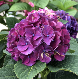 Wee Bit Grumpy® Bigleaf Hydrangea (Hydrangea macrophylla 'Wee Bit Grumpy') - QT