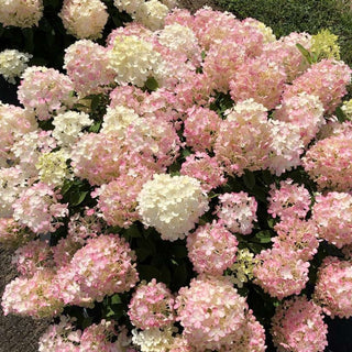 Fire Light Tidbit® Panicle Hydrangea (Hydrangea 'P Fire Light Tidbit') - QT