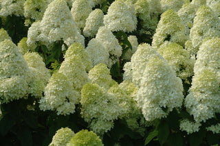 'Limelight' Panicle Hydrangea (Hydrangea paniculata 'Zwijnenburg') - QT