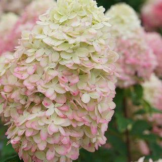 Limelight Prime® Panicle Hydrangea (Hydrangea 'P Limelight Prime') - QT