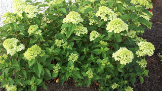 Little Lime® Panicle Hydrangea (Hydrangea paniculata 'Jane') - QT