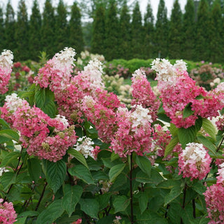 Pinky Winky Prime® Panicle Hydrangea (Hydrangea 'P Pinky Winky Prime') - QT