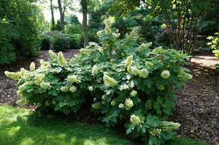 Gatsby Glow Ball® Oakleaf Hydrangea (Hydrangea quercifolia 'NCHQ1') - QT