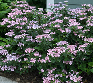 Tiny Tuff Stuff™ Mountain Hydrangea (Hydrangea 'S Tiny Tuff Stuff') - QT