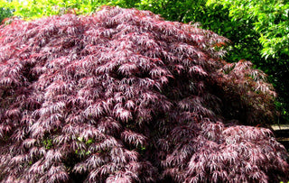 Inaba Shidare Laceleaf Japanese Maple (Acer palmatum var. dissectum 'Inaba Shidare') - 3 gallon 15"