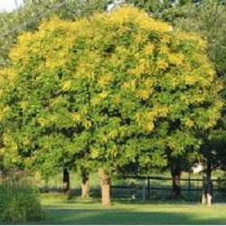 Summerburst® Golden Rain Tree (Koelreuteria summerburst) - 3 gallon TREE