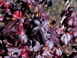 Burgundy Blush Sweetgum (Liquidambar styraciflua 'Burgundy Blush') - 3 gallon TREE