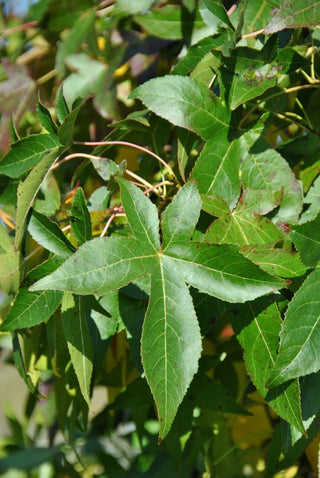 Slender Silhouette Columnar Sweetgum (Liquidambar styraciflua 'Slender Silhouette') - 3 gallon TREE