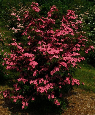 Scarlet Fire™ Chinese Dogwood (Cornus kousa 'Hanros') - 1 gallon 3-4' TREE