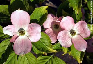 Stellar Pink® Dogwood (Cornus x 'Rutgan') - 1 gallon 3-4' TREE