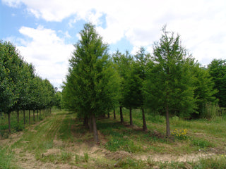 Shawnee Brave™ Baldcypress (Taxodium distichum 'Shawnee Brave') - 1 gallon 1-2' TREE
