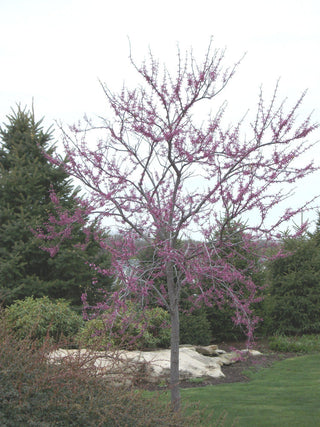 Eastern Redbud (Cercis canadensis) - 1 gallon