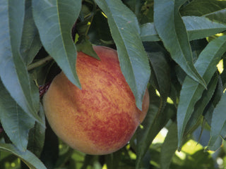 Redhaven Peach (Prunus persica 'Redhaven') - 3 gallon 36" TREE