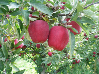 Red Delicious Apple (Malus 'Fruit Red Delicious') - 3 gallon 36" TREE