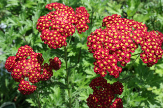 Strawberry Seduction Yarrow (Achillea millefolium 'Strawberry Seduction') - QT