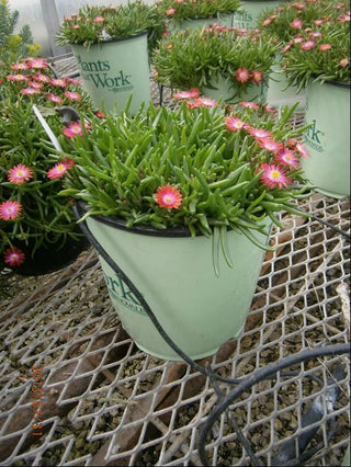 Fire Spinner® Ice Plant (Delosperma delosperma 'P001S') - QT