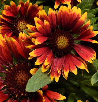 Gaillardia Spintop Orange Halo Blanket Flower (Gaillardia spintop 'Orange Halo') - QT