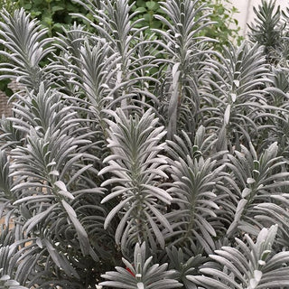 Sensational!® Lavender (Lavandula x i. 'Sensational') - QT