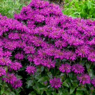 Sugar Buzz® Grape Gumball Bee Balm (Monarda 'Sugar Buzz Grape Gumball') - QT