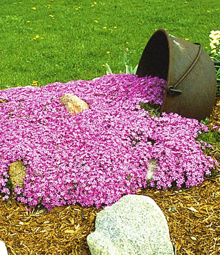 Emerald Pink Moss Phlox (Phlox subulata 'Emerald Pink') - QT
