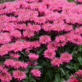 Sugar Buzz® Bubblegum Blast Bee Balm (Monarda 'Sugar Buzz Bubblegum Blast') - QT