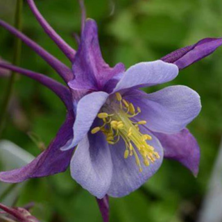 Purple Blue Colmbine (Aquilegia 'Earlybird Purple Blue') - QT