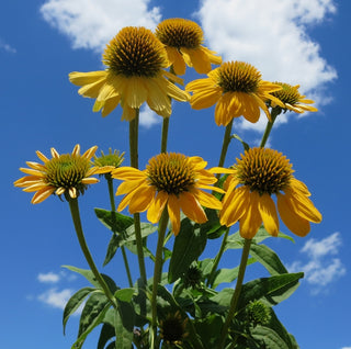 Sombrero® Lemon Yellow II (Improved) Coneflower (Echinacea 'Sombrero Lemon Yellow Ii') - QT