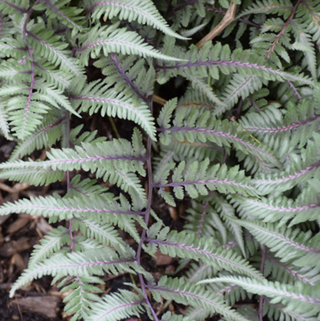 Fern Godzilla Japanese Painted (Athyrium 'Godzilla Painted') - QT