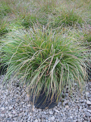 Hameln Fountain Grass (Pennisetum alopecuroides 'Hameln') - QT