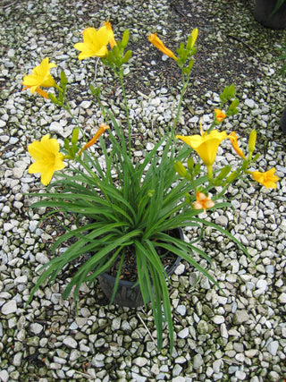 Stella d'Oro Daylily (Hemerocallis stella 'Stella d'Oro') - QT