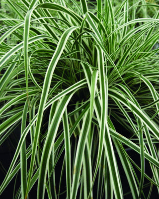 EverColor® Everest™ Sedge (Carex oshimensis 'Everest') - QT