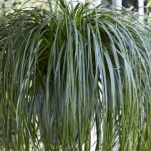 Ribbon Falls Sedge (Carex 'Carex Ribbon Falls') - QT