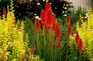 Red Hot Popsicle Dwarf Poker (Kniphofia redhot 'Red Hot Popsicle') - QT
