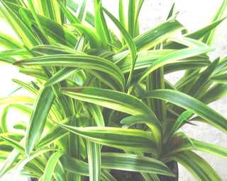 Silvery Sunproof Lily Turf (Liriope muscari 'Silvery Sunproof') - QT