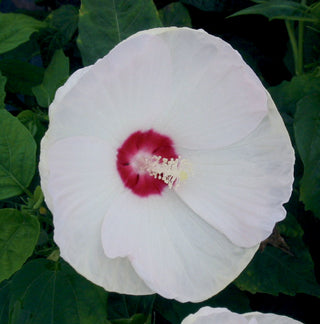 Luna™ White Hardy Hibiscus (Hibiscus mos. 'Luna White') - QT