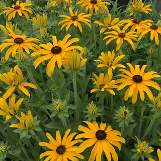 Glitters LIke Gold Black Eyed Susan (Rudbeckia x 'Glitters Like Gold') - QT