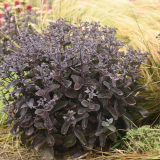 Rock 'N Grow® 'Back in Black' Stonecrop (Sedum back 'In Black') - QT