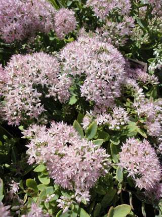 Rock 'N Round® 'Pure Joy' Stonecrop (Sedum pure 'Joy') - QT